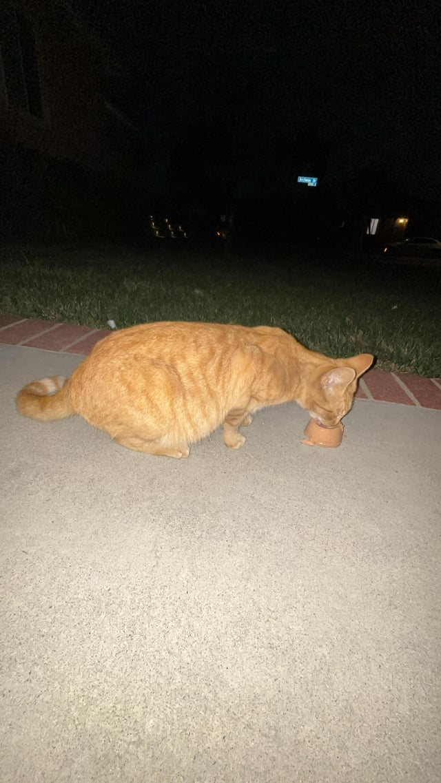 Cheezburger Image 10611164160