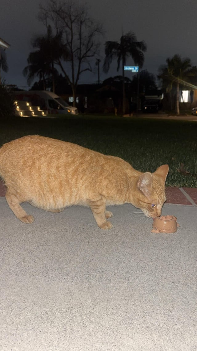 Cheezburger Image 10611164416