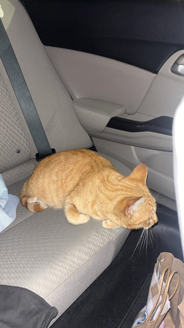 Cheezburger Image 10611164928