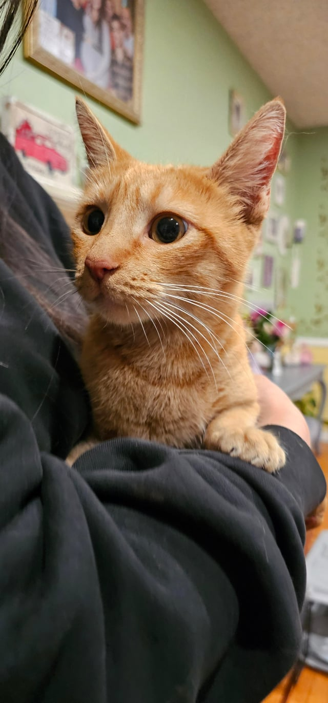 Cheezburger Image 10611165184