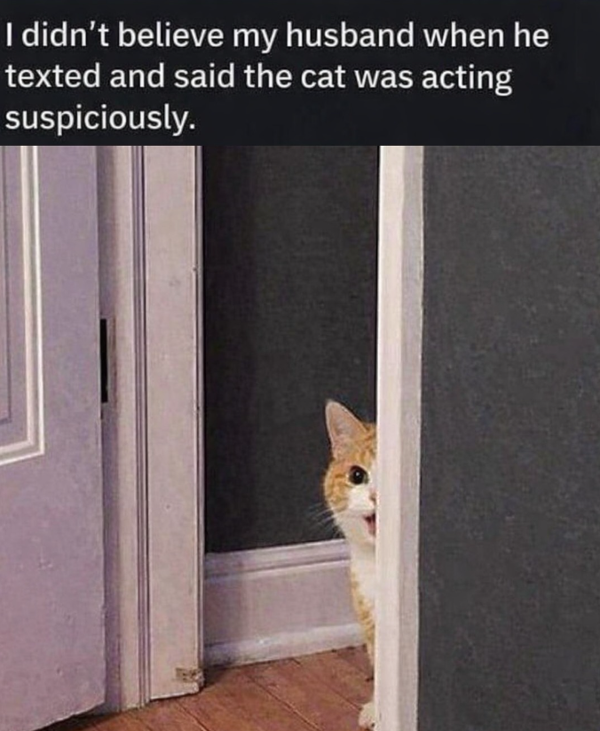 I didn't believe my husband when he texted and said the cat was acting suspiciously.
