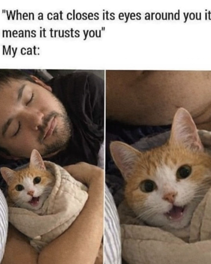 "When a cat closes its eyes around you it means it trusts you" My cat: