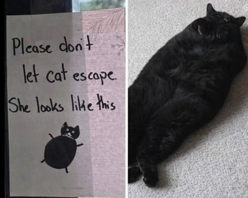 Please don't let cat escape She looks like this