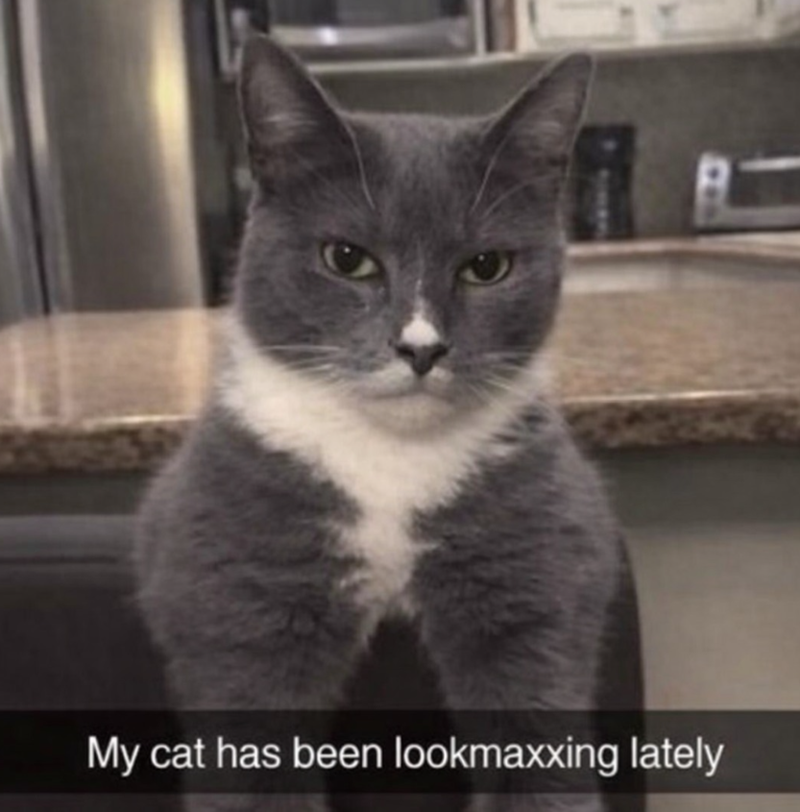 My cat has been lookmaxxing lately