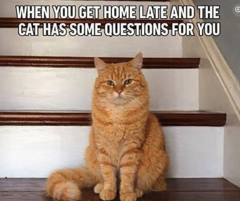 WHEN YOU GET HOME LATE AND THE CAT HAS SOME QUESTIONS FOR YOU