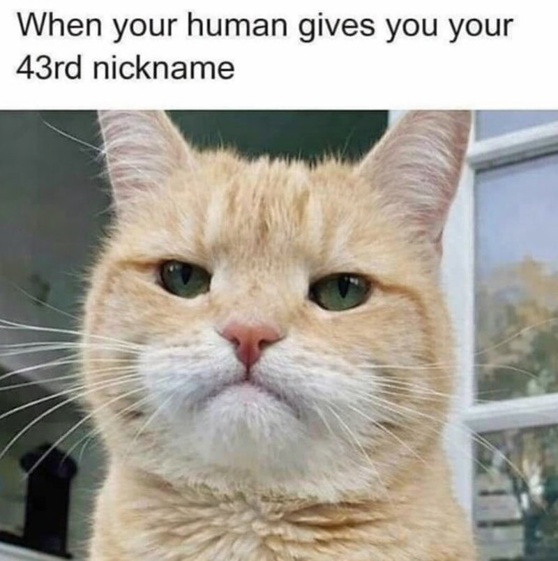 When your human gives you your 43rd nickname