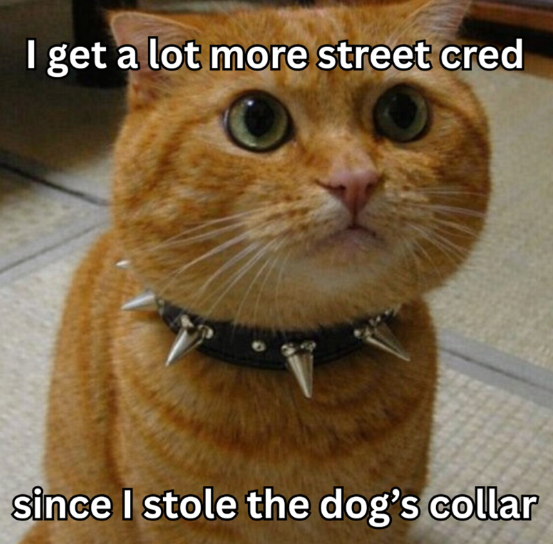 get a lot more street cred since I stole the dog's collar