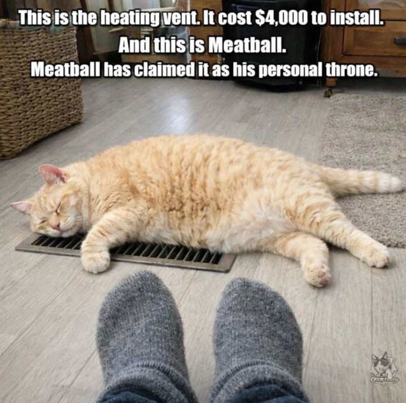 This is the heating vent. It cost $4,000 to install. And this is Meatball. Meatball has claimed it as his personal throne. A Cat Tacity
