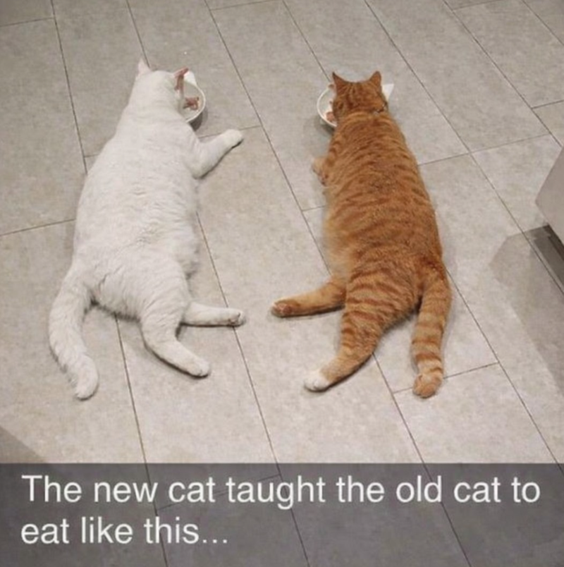 The new cat taught the old cat to eat like this...