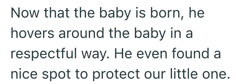 Now that the baby is born, he hovers around the baby in a respectful way. He even found a nice spot to protect our little one.