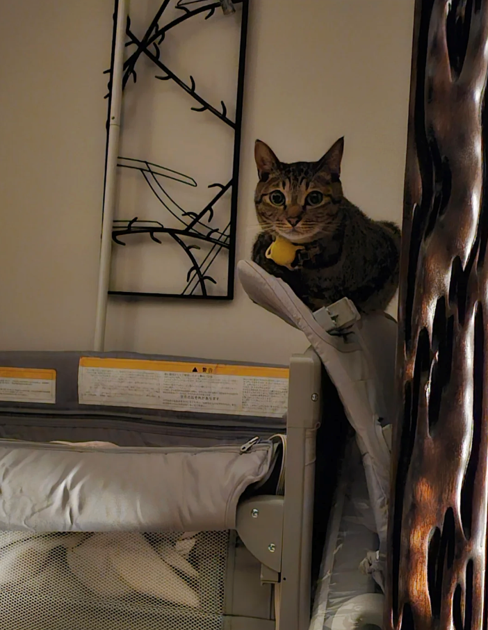 Cheezburger Image 10611170816