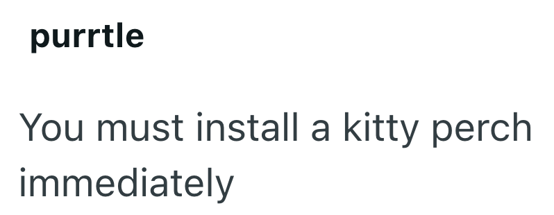 purrtle You must install a kitty perch immediately