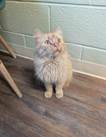 Cheezburger Image 10611180032