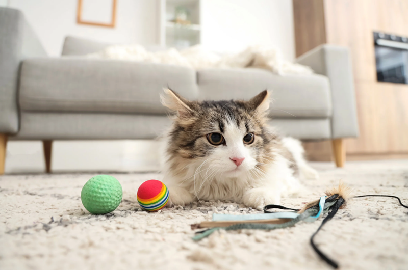 Fluffy cat plays with cat toys on living room carpet.
