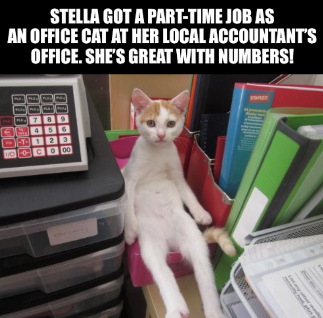STELLA GOT A PART-TIME JOB AS AN OFFICE CAT AT HER LOCAL ACCOUNTANT'S OFFICE. SHE'S GREAT WITH NUMBERS! PLU PLUS PLU PL PLU PLA PLU PLU PLO PLUTS 7 100 417 FIX-T-1 10-0 8520 9 6 3 00 STAPLES Over the com recently had, plus p List any other medic