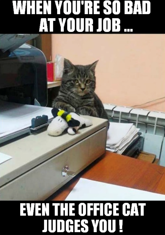 WHEN YOU'RE SO BAD AT YOUR JOB ... EVEN THE OFFICE CAT JUDGES YOU!