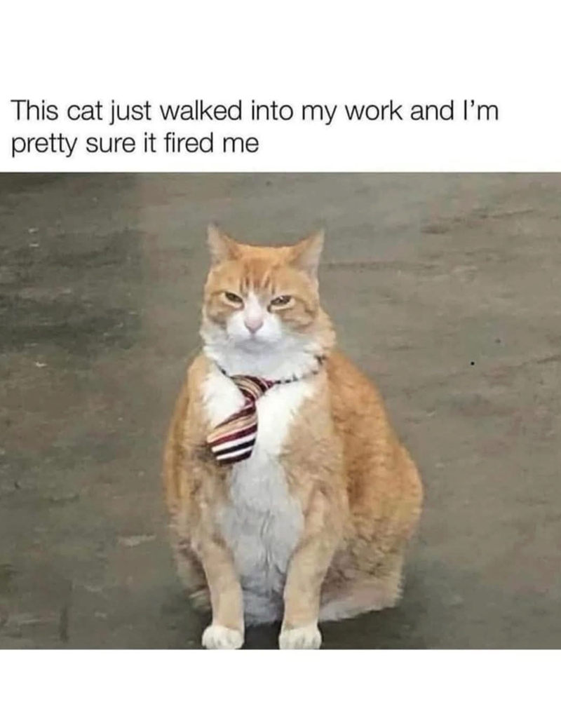 This cat just walked into my work and I'm pretty sure it fired me
