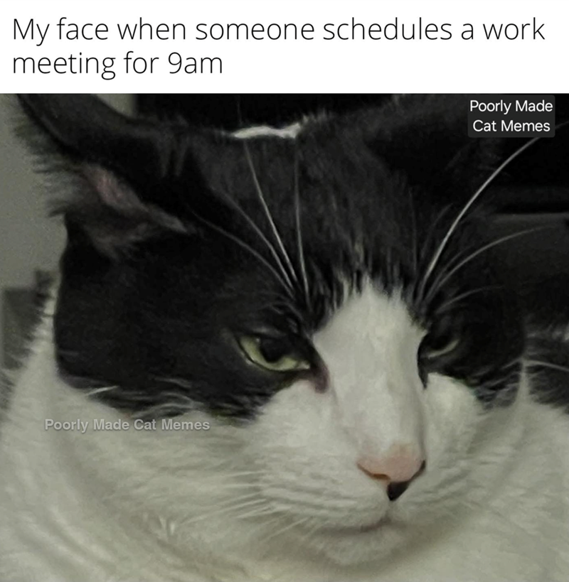 My face when someone schedules a work meeting for 9am Poorly Made Cat Memes Poorly Made Cat Memes