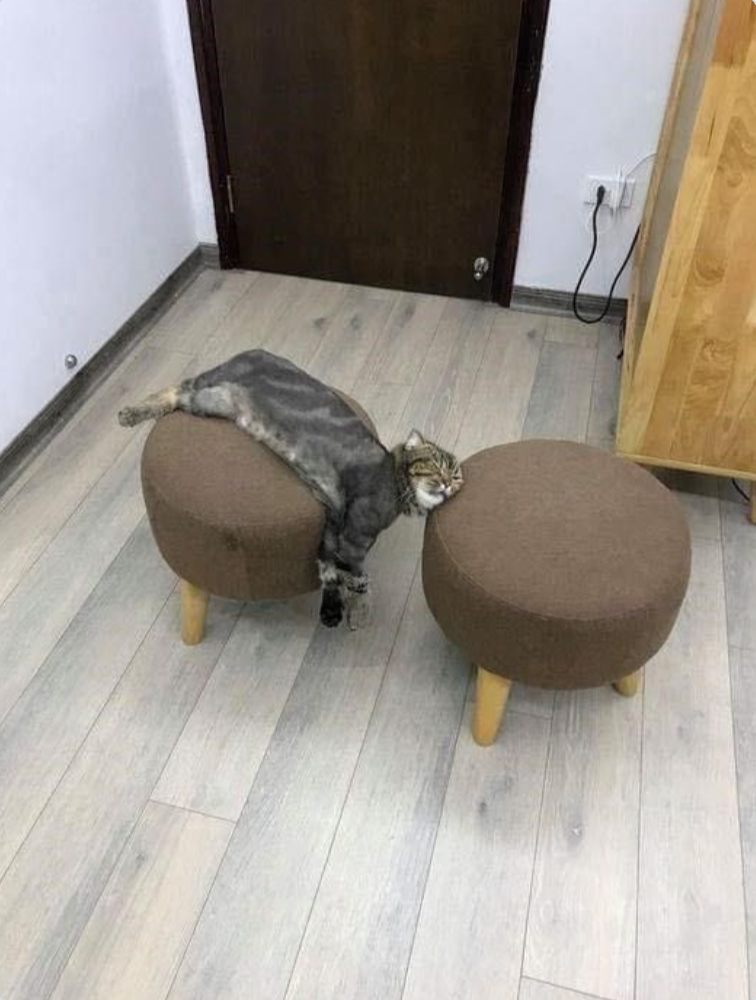 Cheezburger Image 10611192320