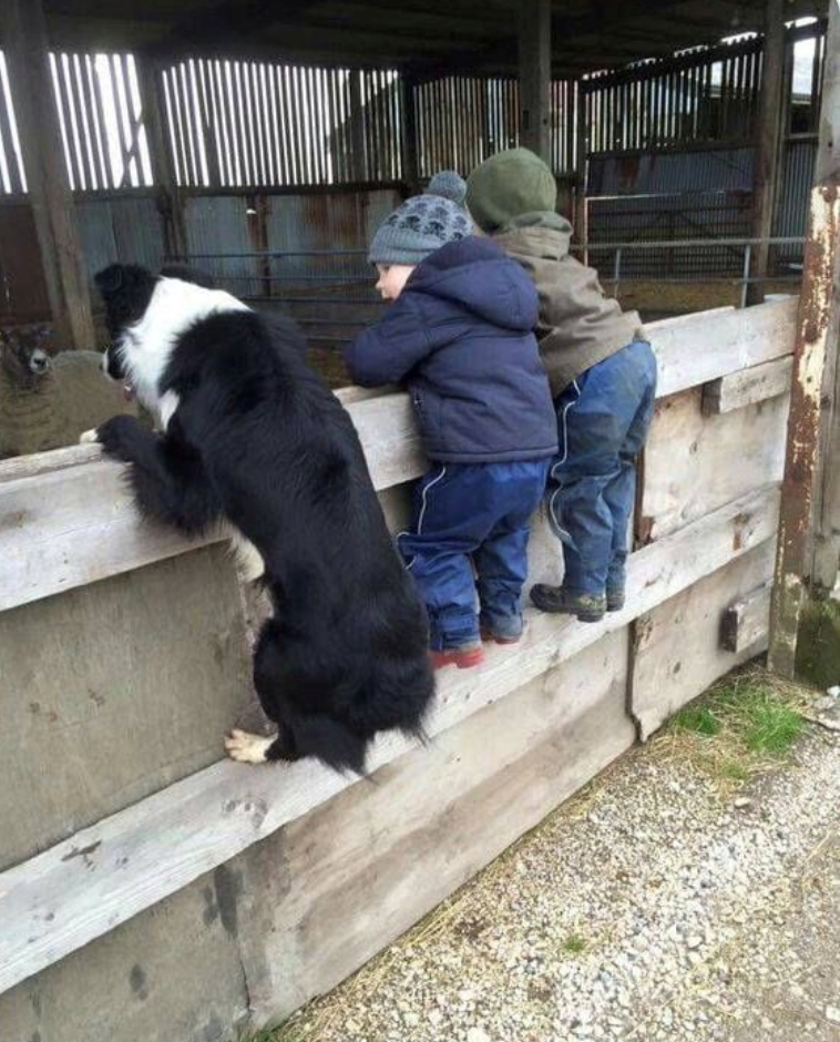 Cheezburger Image 10611192832