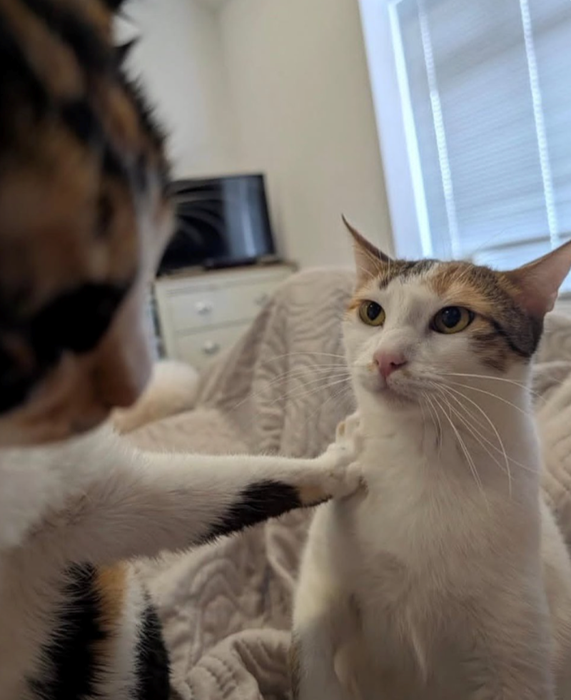 Cheezburger Image 10611193088