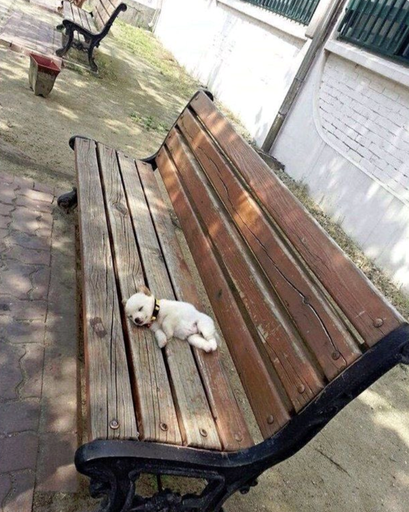 Cheezburger Image 10611193856