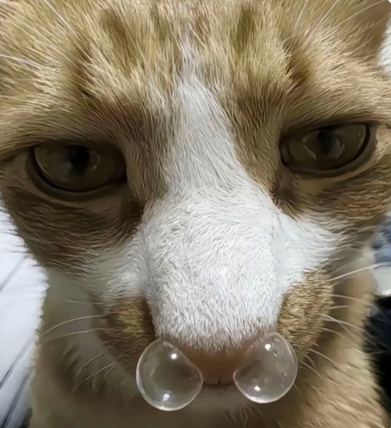 Cheezburger Image 10611194368