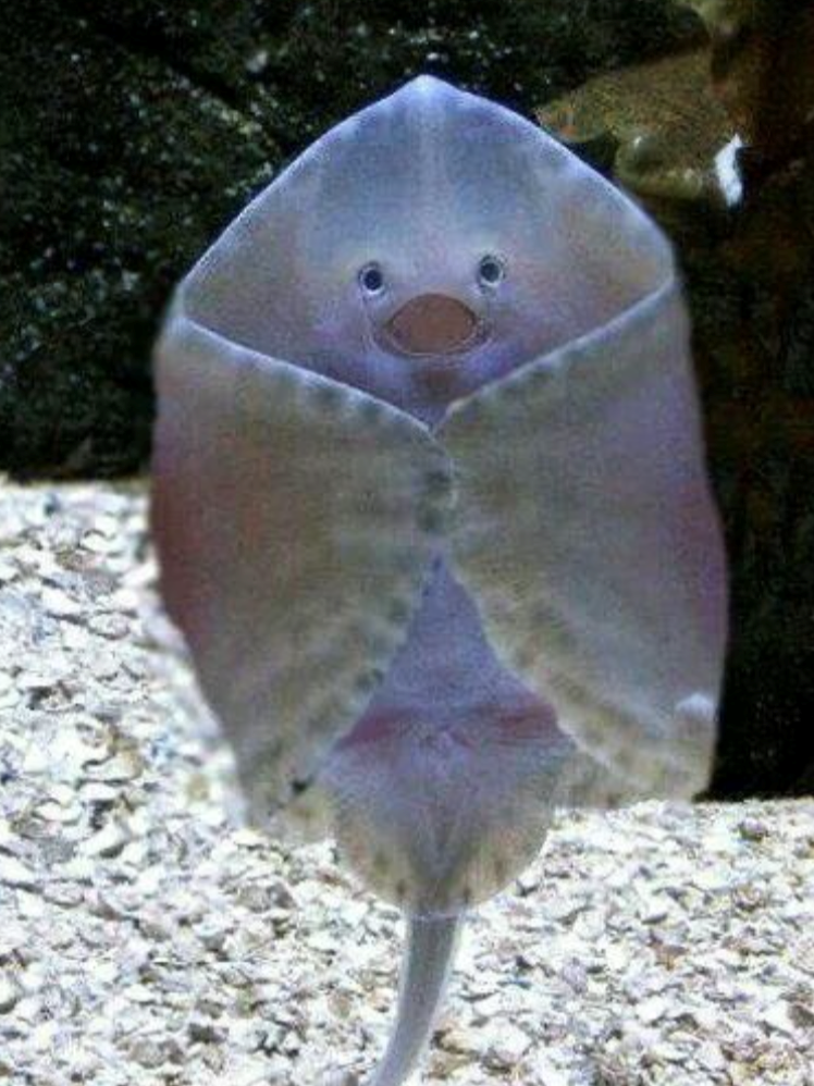 Cheezburger Image 10611194624