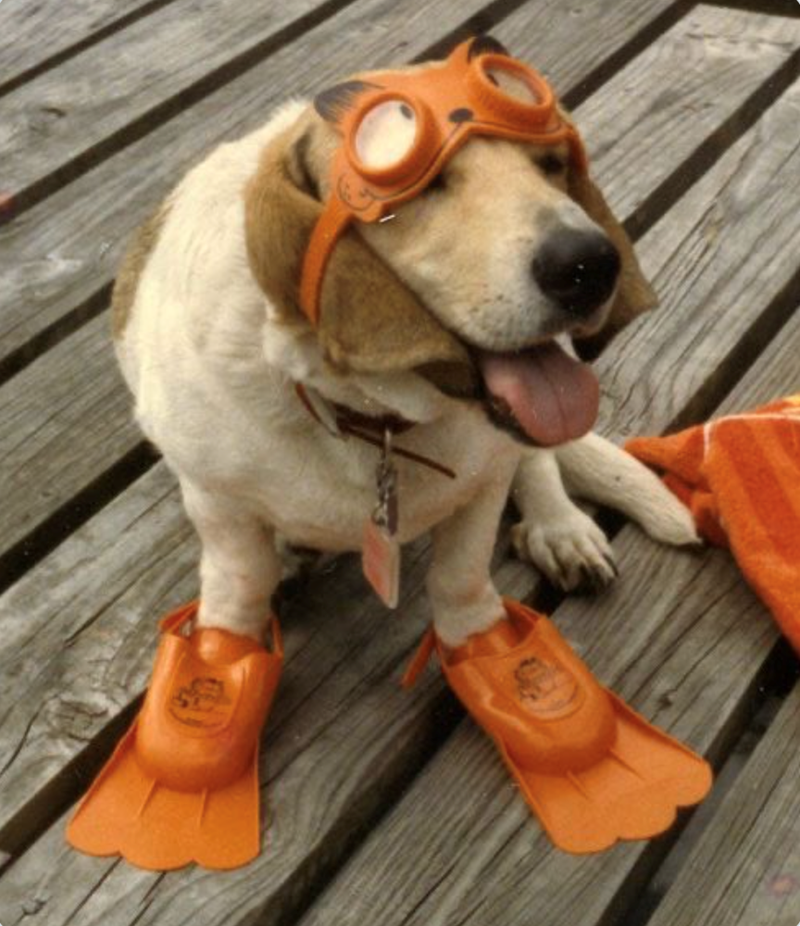 Cheezburger Image 10611194880