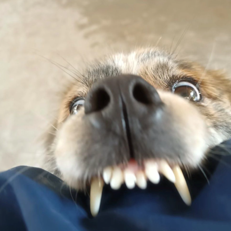 Cheezburger Image 10611195648