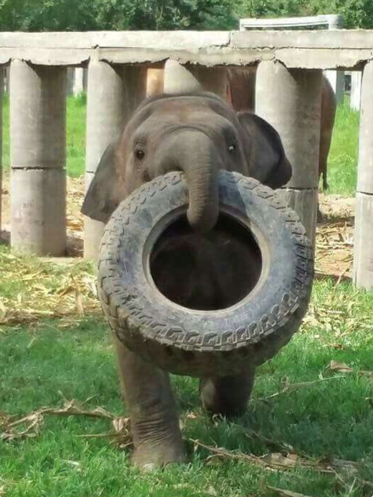 Cheezburger Image 10611195904