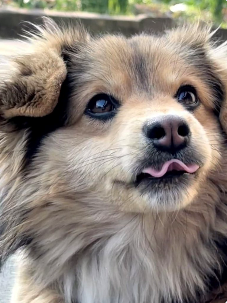 Cheezburger Image 10611196672