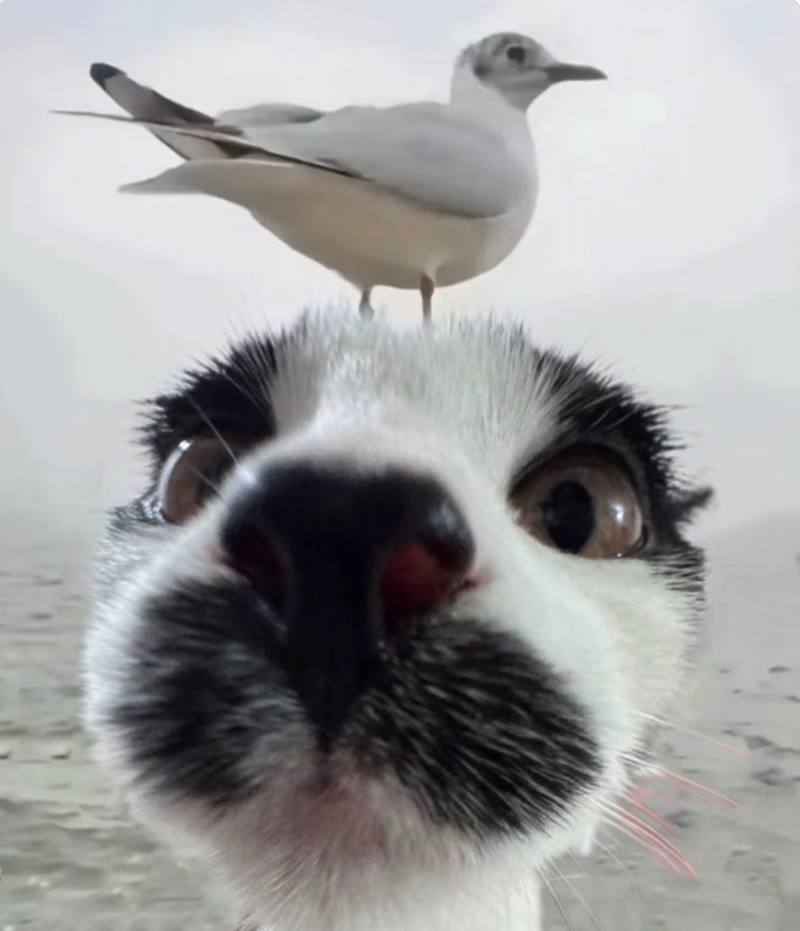 Cheezburger Image 10611196928