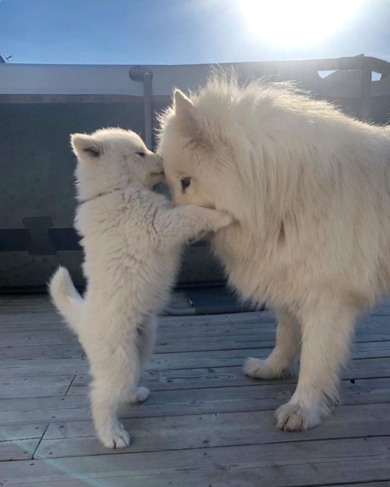 Cheezburger Image 10611197184