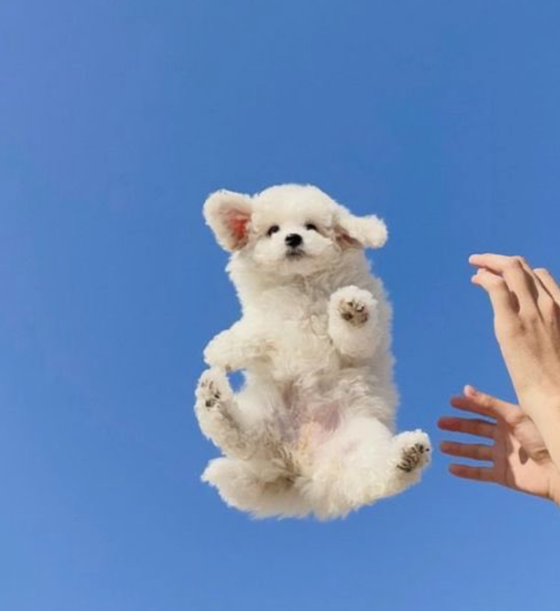 Cheezburger Image 10611197440