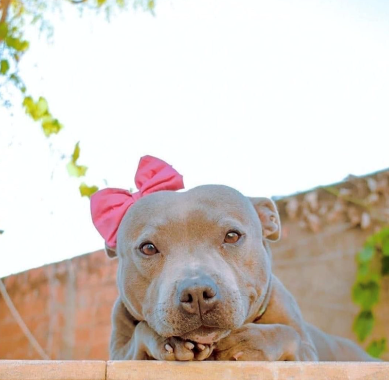 Cheezburger Image 10611197952