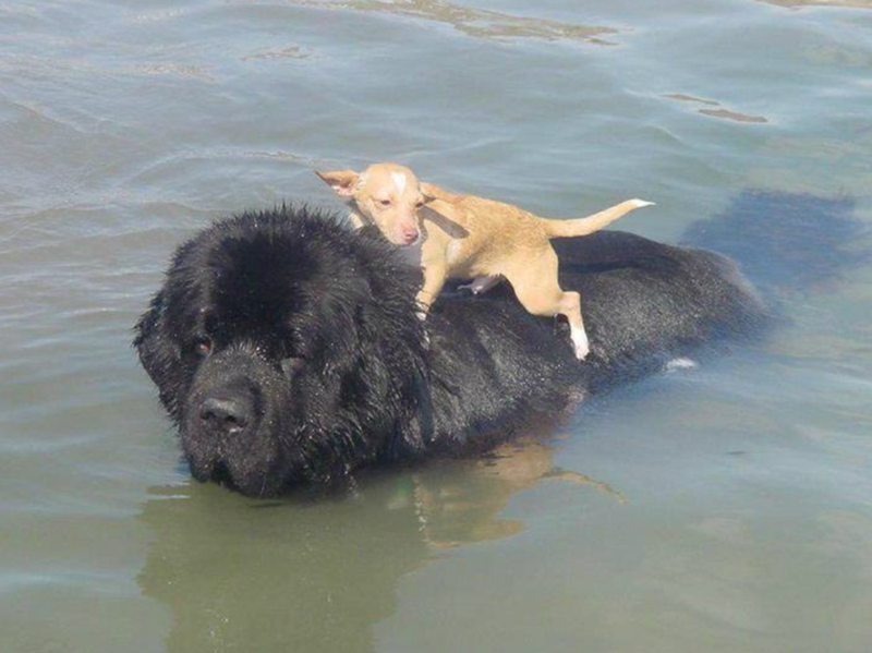 Cheezburger Image 10611199488