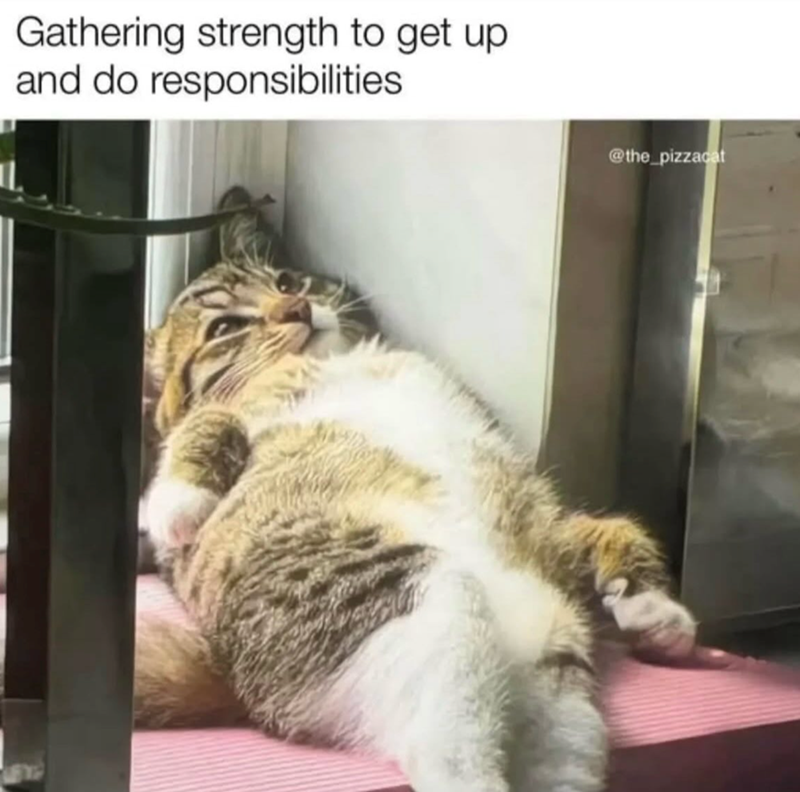 Gathering strength to get up and do responsibilities @the_pizzacat