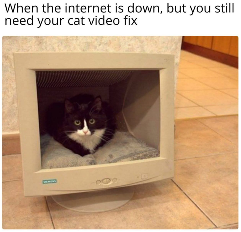 When the internet is down, but you still need your cat video fix SIEMENS