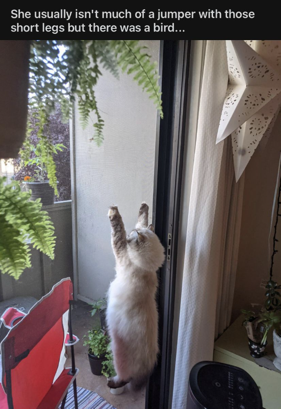 She usually isn't much of a jumper with those short legs but there was a bird...