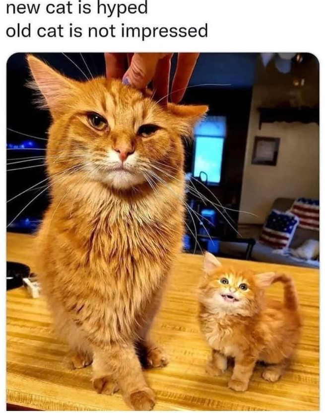 new cat is hyped old cat is not impressed