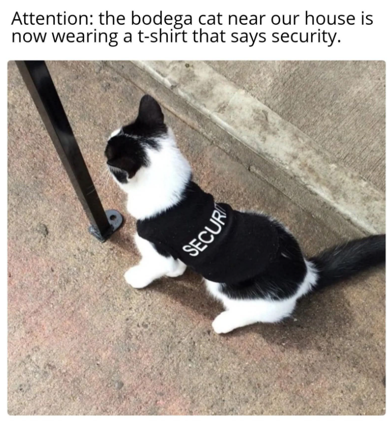 Attention: the bodega cat near our house is now wearing a t-shirt that says security. SECUR