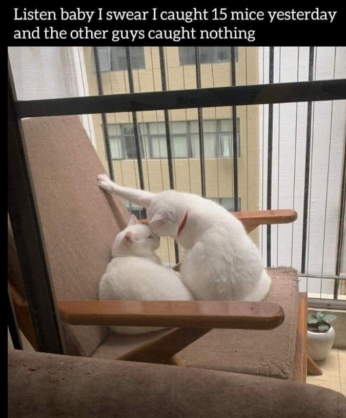 Listen baby I swear I caught 15 mice yesterday and the other guys caught nothing