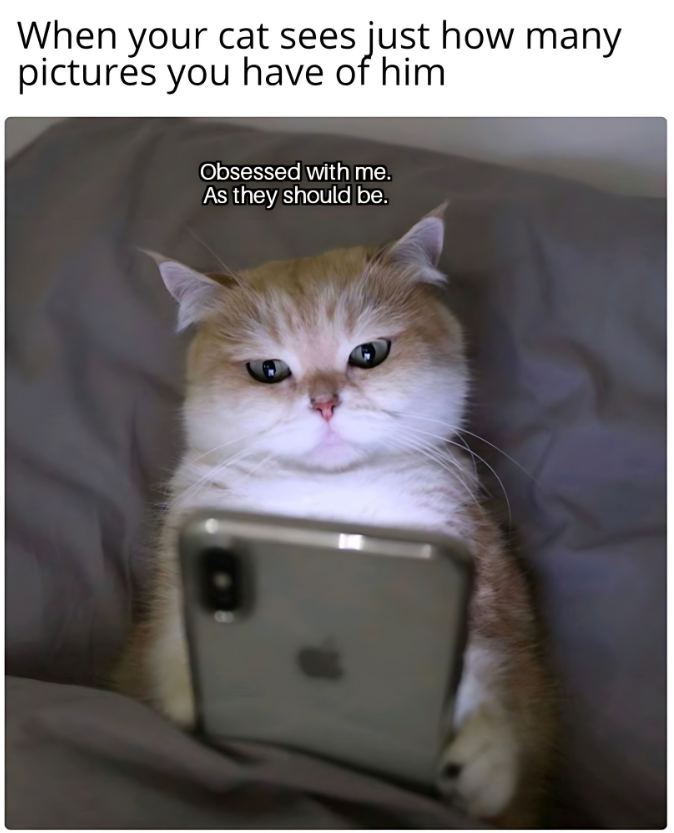 When your cat sees just how many pictures you have of him Obsessed with me. As they should be.