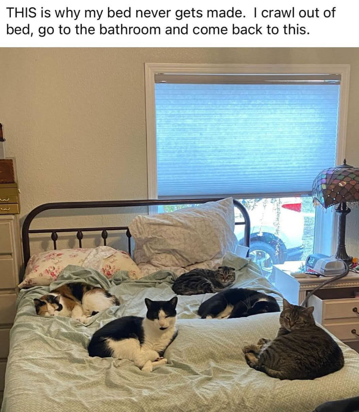 THIS is why my bed never gets made. I crawl out of bed, go to the bathroom and come back to this. 3 3