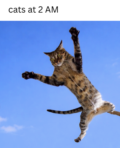 cats at 2 AM