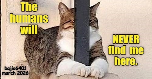 Cheezburger Image 10611304192