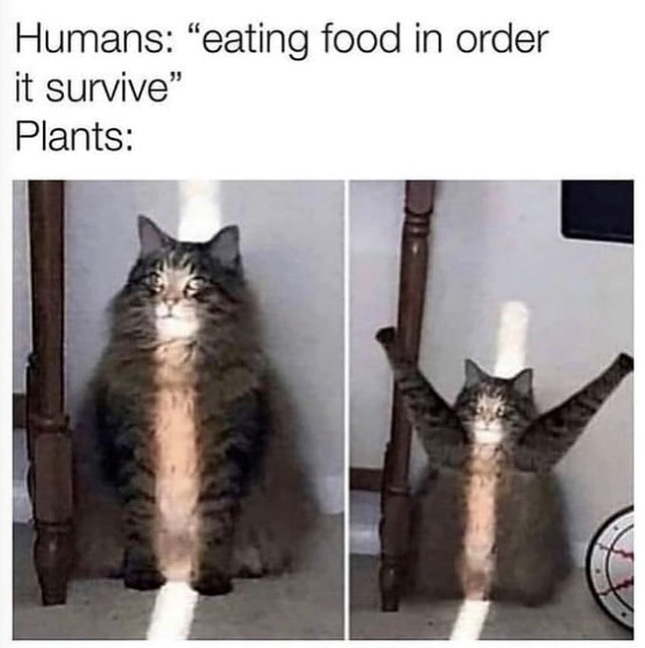 Humans: "eating food in order it survive" Plants: