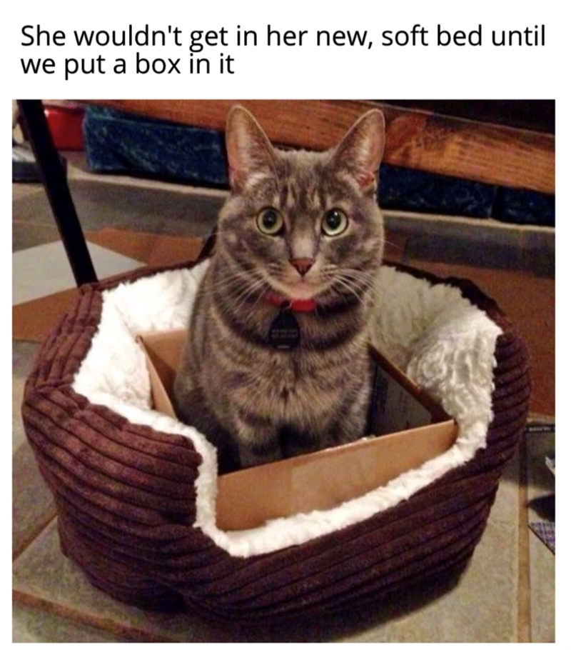 She wouldn't get in her new, soft bed until we put a box in it