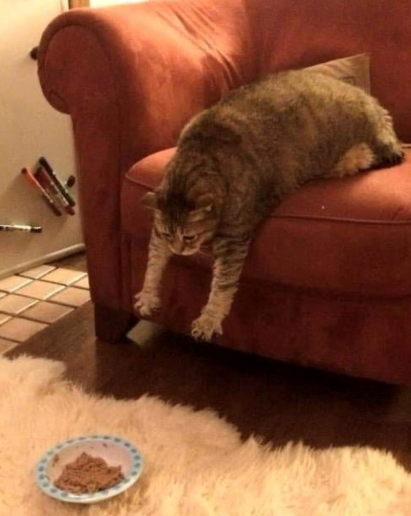 Cheezburger Image 10611314944